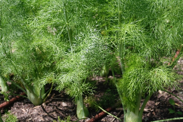 12 Reasons Fennel Is So Good for You, According to a Nutritionist